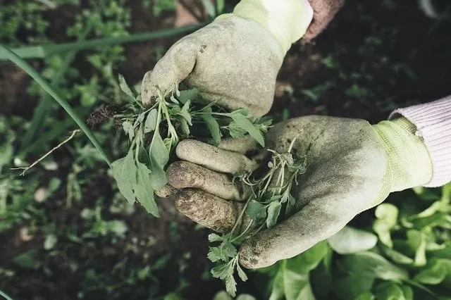 Agriculture of Bihar